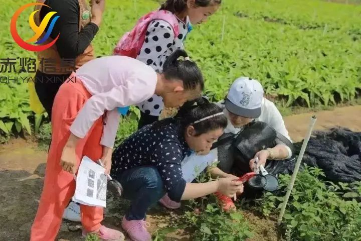 如何有效地养成一个人的内在能力 (如何有效地养护猪笼草：专家分享养猪笼草的秘诀)