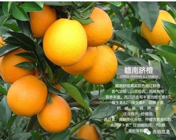社区团购一触即发，生鲜水果商家们，准备好没？